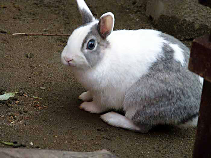 かわいい白とグレーのウサギの拡大写真