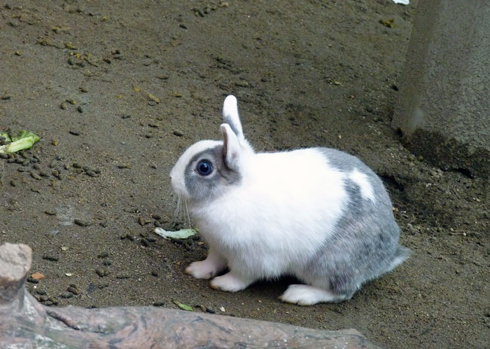 白とグレーのかわいいウサギの拡大写真