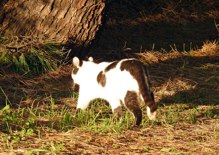 夕日に照らされながら森を走り去っていく猫の拡大写真