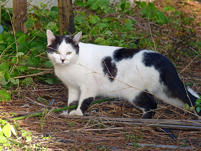 白と黒の野生の猫の拡大写真