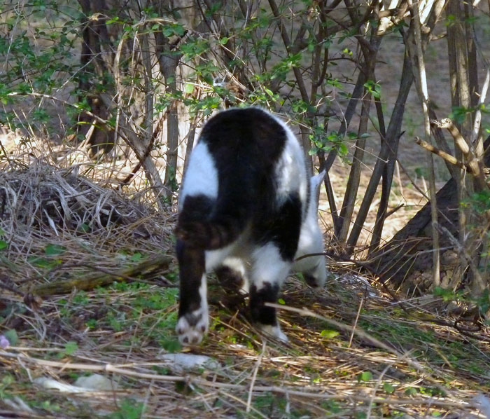 トボトボと森を歩く猫の後姿の拡大写真